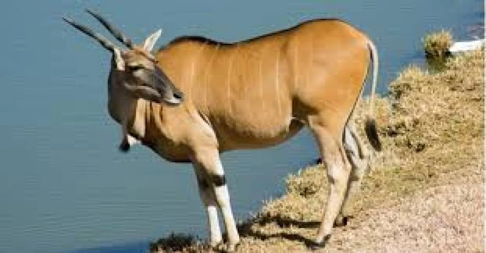 4-Day Serengeti Fly in, Fly out Safari (Mid range)