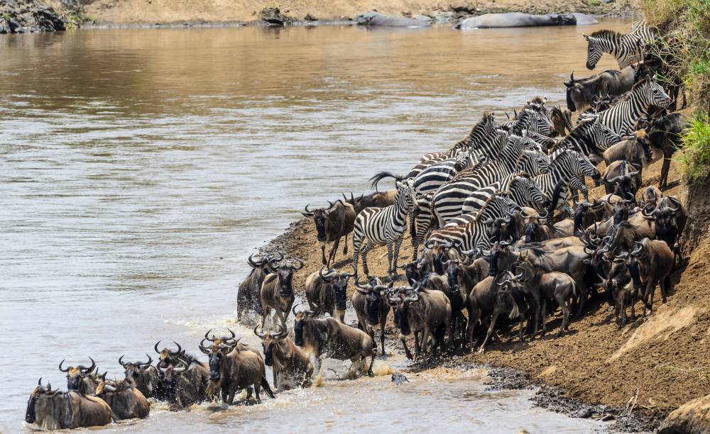 8-Day Great Migration Safari