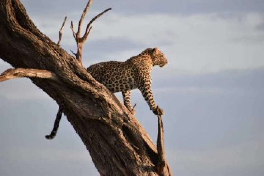 3-Day Serengeti Safari: Fly in, Fly out