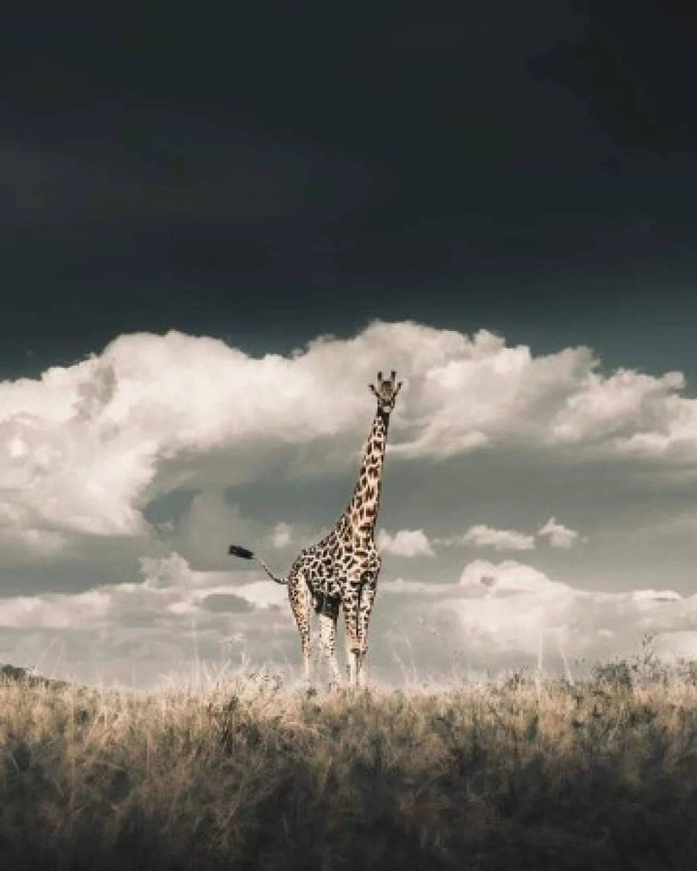 12-Day Kilimanjaro Hike & Safari