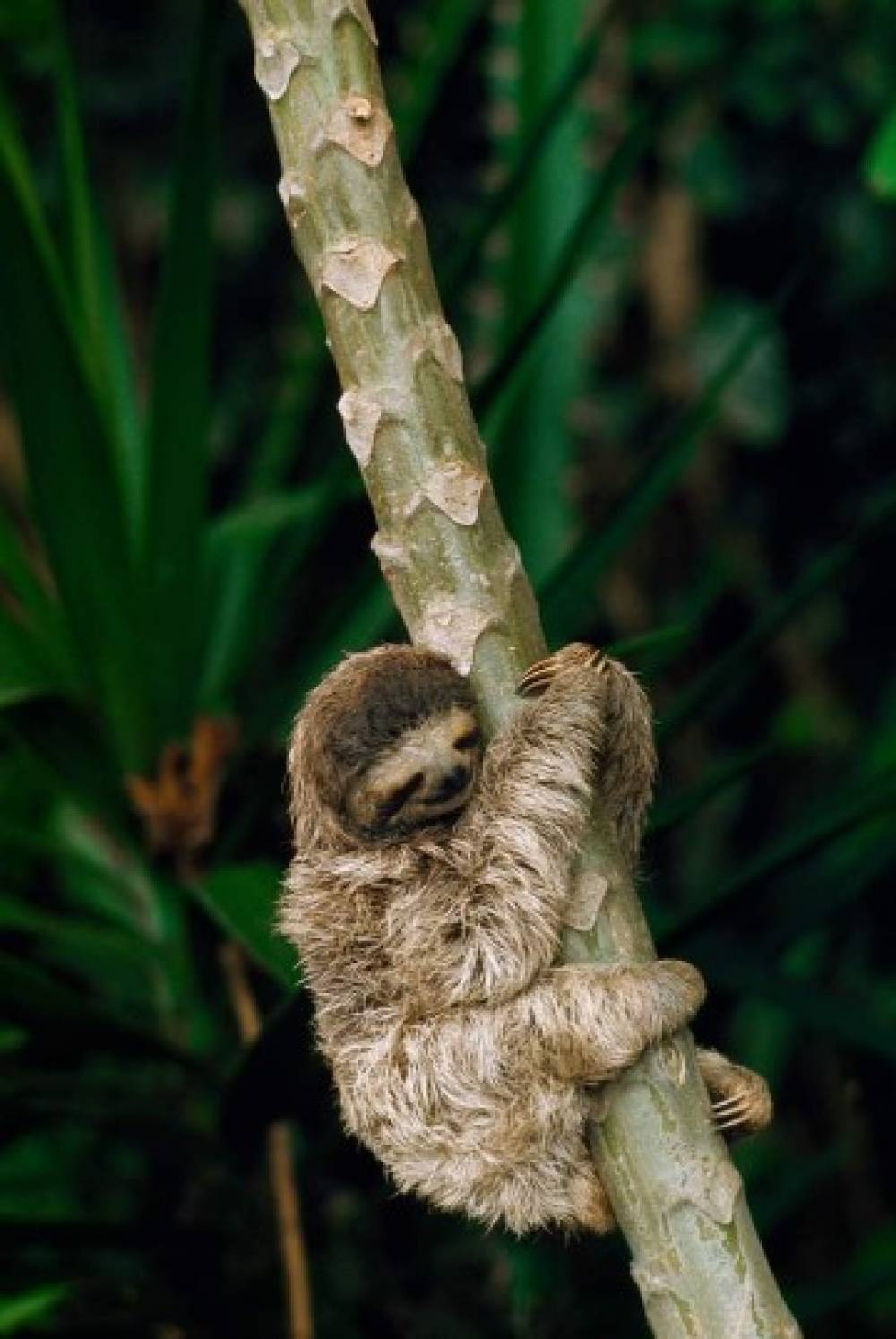 3 Day Fly in, fly out safari Nyerere national park