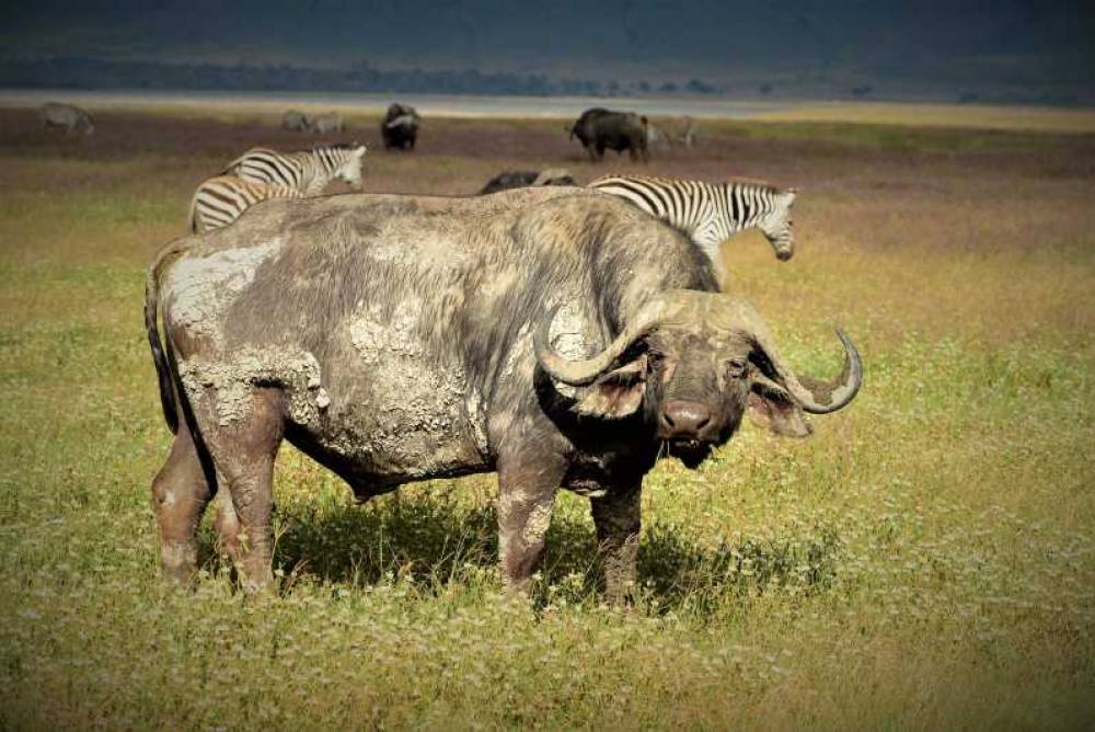 2-Day Safari Tarangire & Ngorongoro (Mid range)