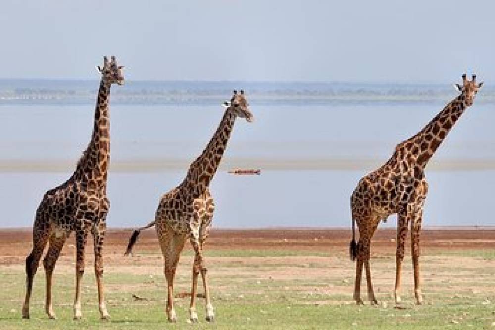 10-Day Wilderness Safari - Lake Victoria - Kilimanjaro (Lodge Safari)