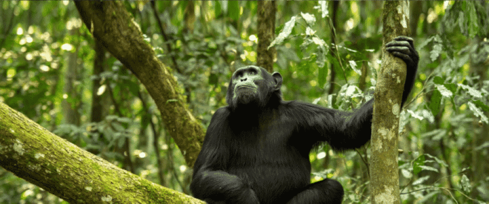 3-Day Chimpanzee Trekking Experience in Gombe, Tanzania