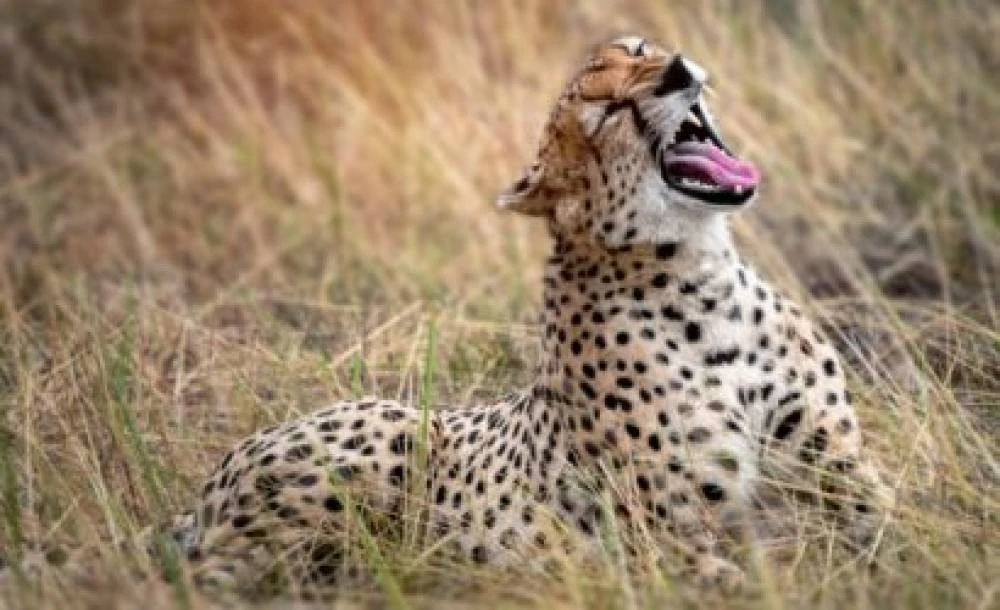 1-Day Wildlife Safari to Arusha National Park