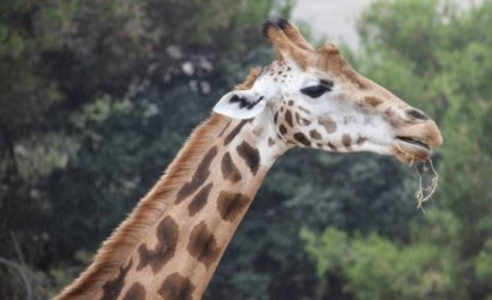 4-Day Ruaha National Park Wildlife Adventure