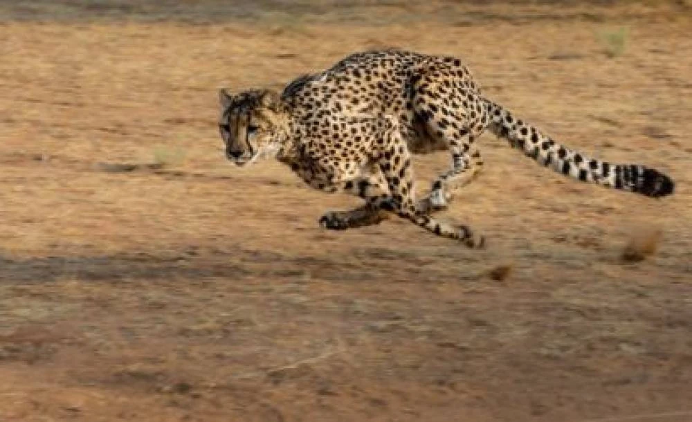 5-Day Serengeti & Ngorongoro Mid Range Safari