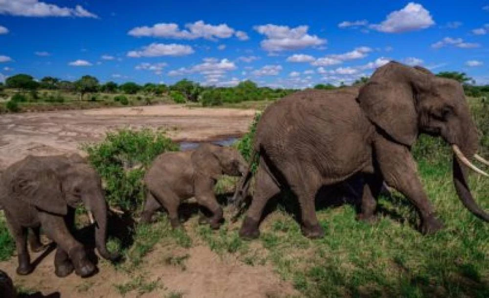 6-Day Tanzania Jeep Safari (Midrange)