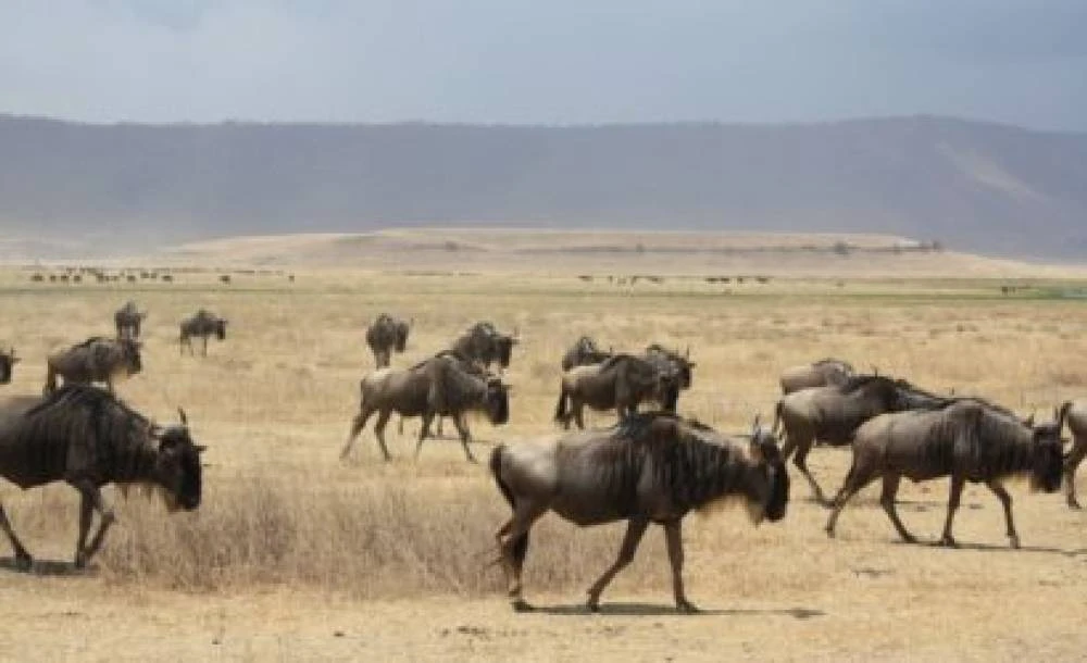 6-Day Serengeti & Ngorongoro Lodge Safari