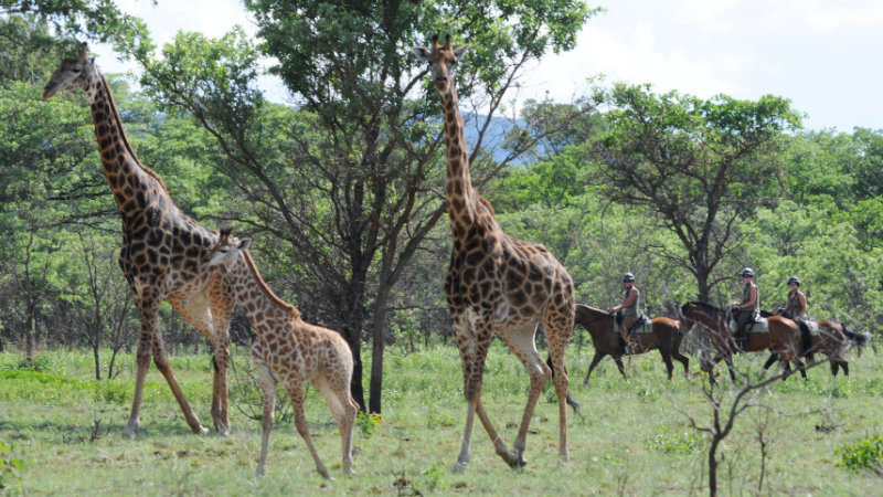 Horseback Safari