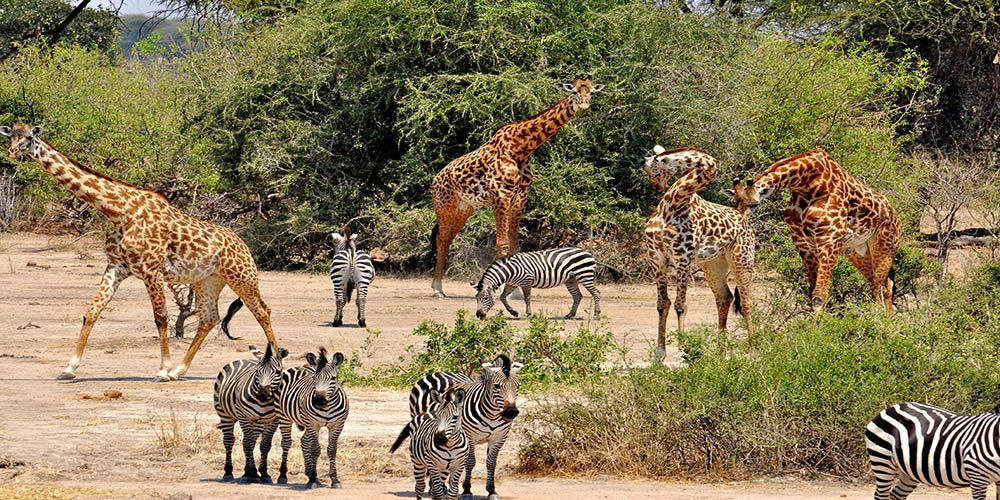 9-Day Big 5 Africa Safari Tour (Budget)