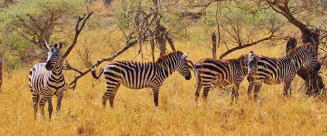 Best Time to Visit Tanzania