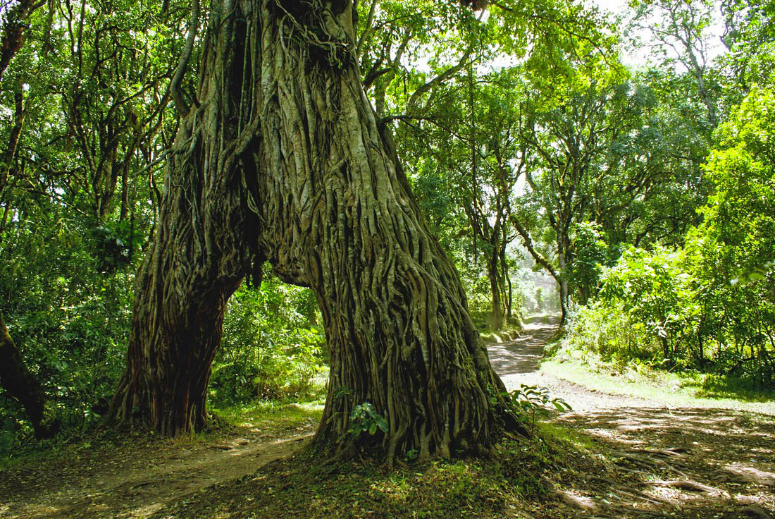 Fig Tree Arch