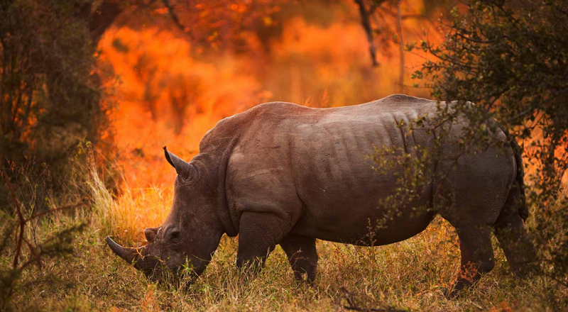 Mkomazi National Park
