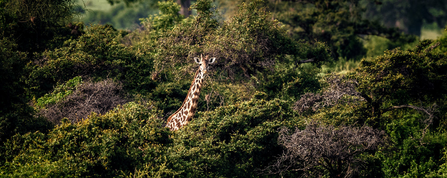 Things to consider when planning the safari.