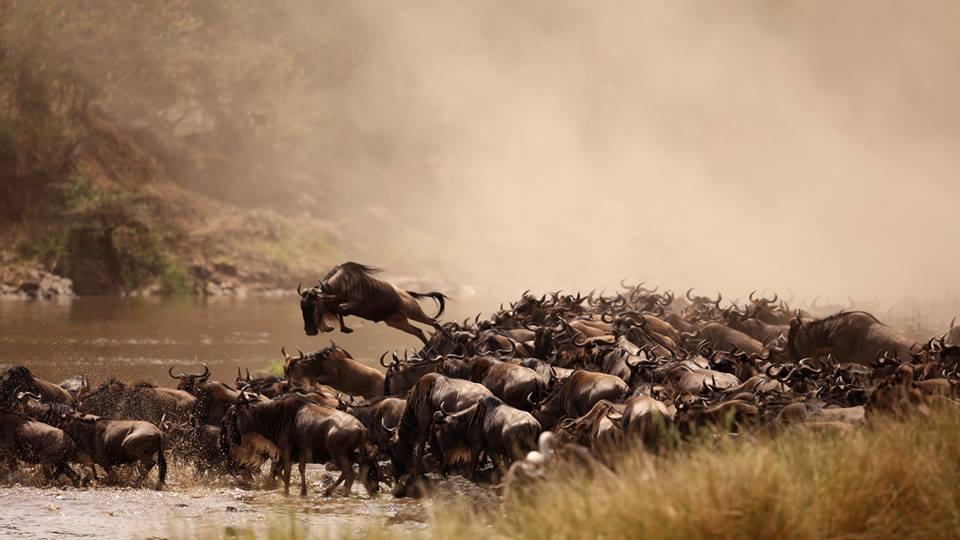 The Great wildebeest migration