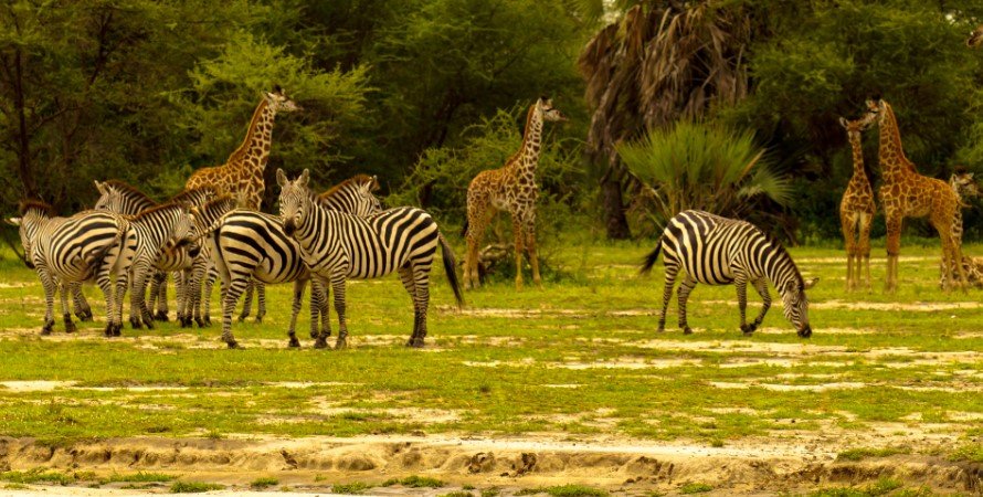Tarangire National Park