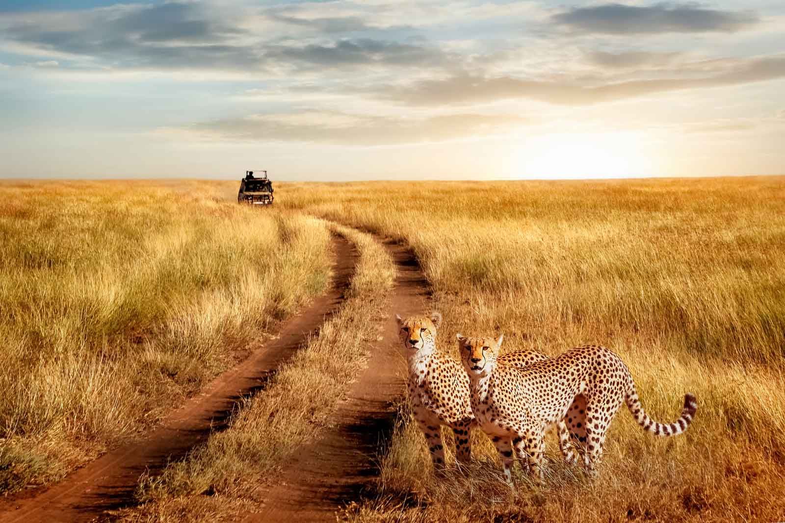 Serengeti Safari Cost