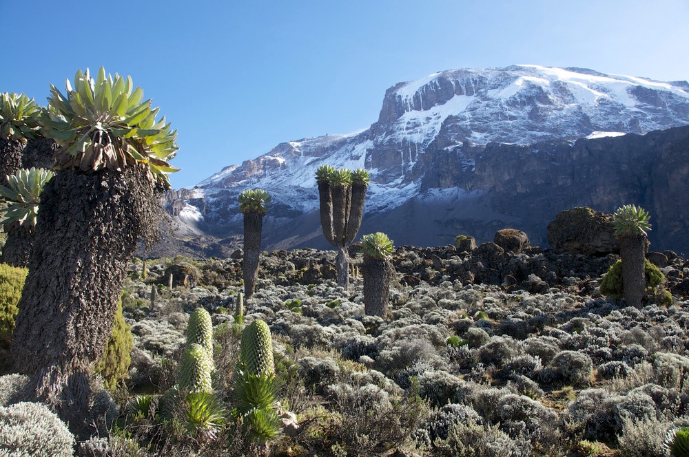Cost of climbing Kilimanjaro