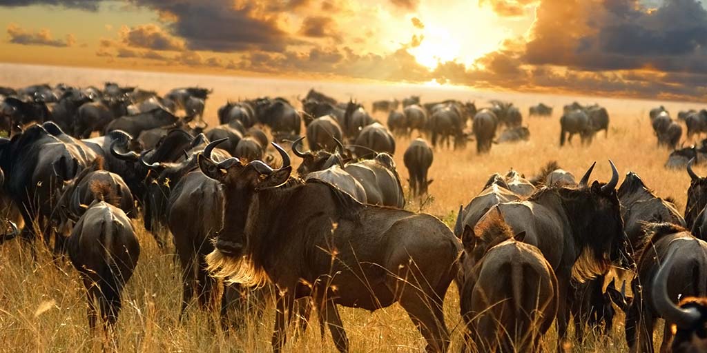 The Great wildebeest migration