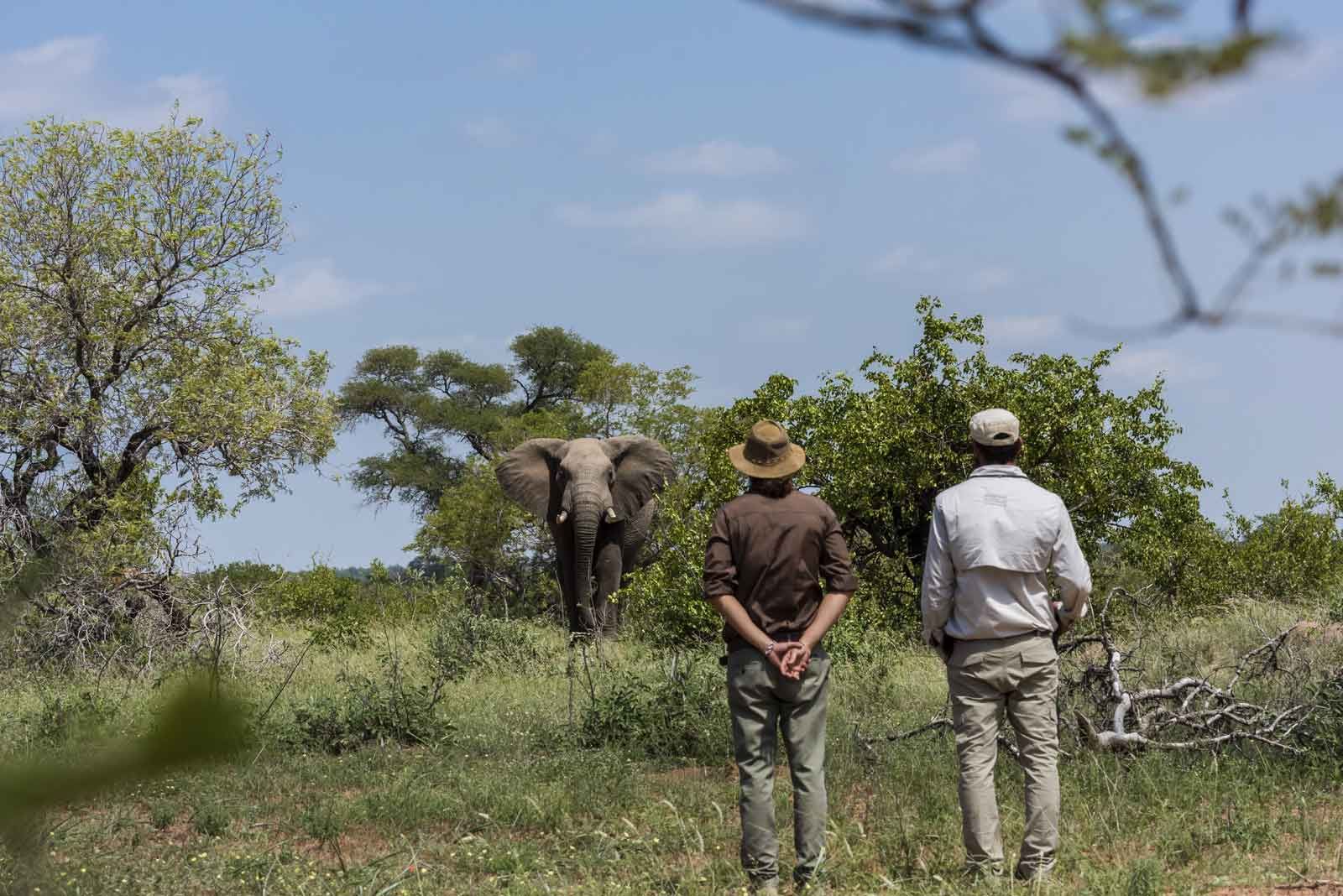 Walking Safari