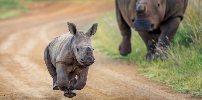 What to do at Mkomazi National Park