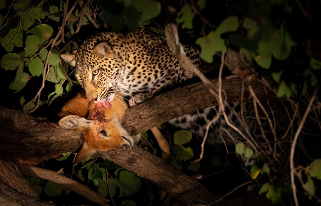 Night Game Drive