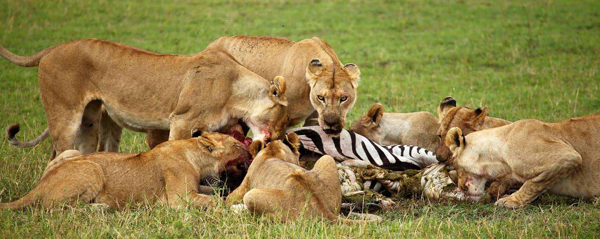 Tanzania Safari Cost