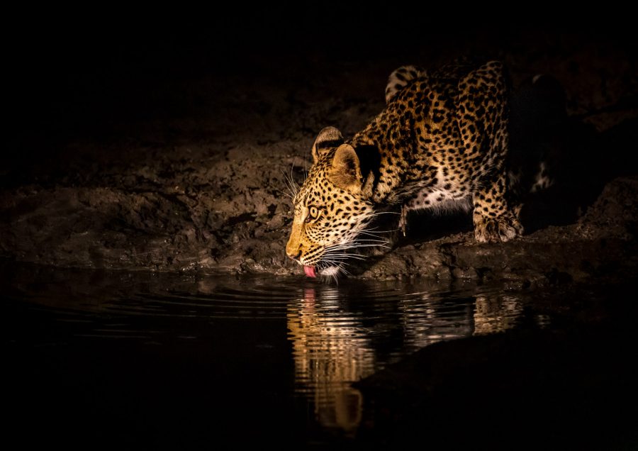 night game drives in Tanzania