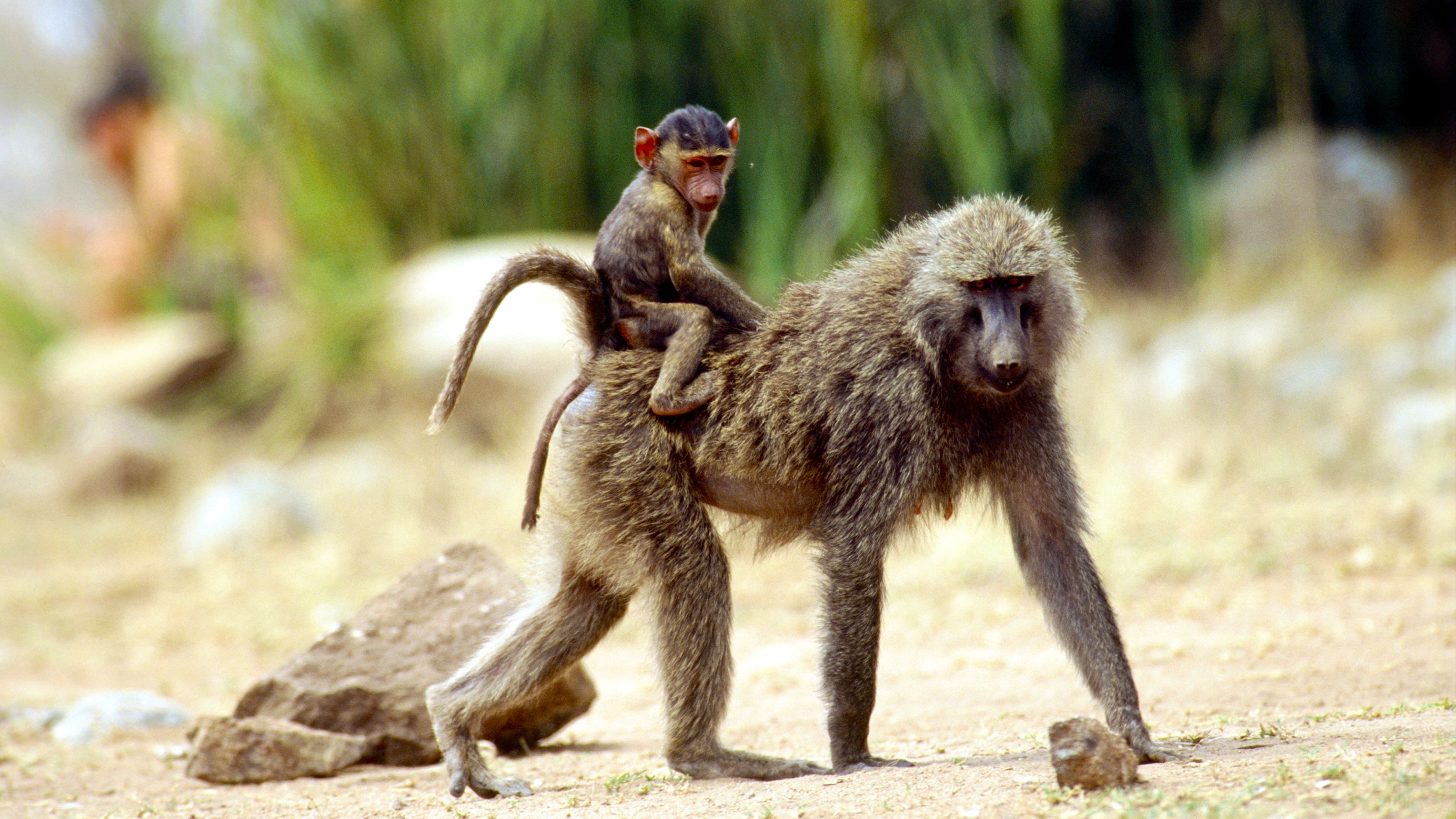 Things To Do at Lake Manyara National Park