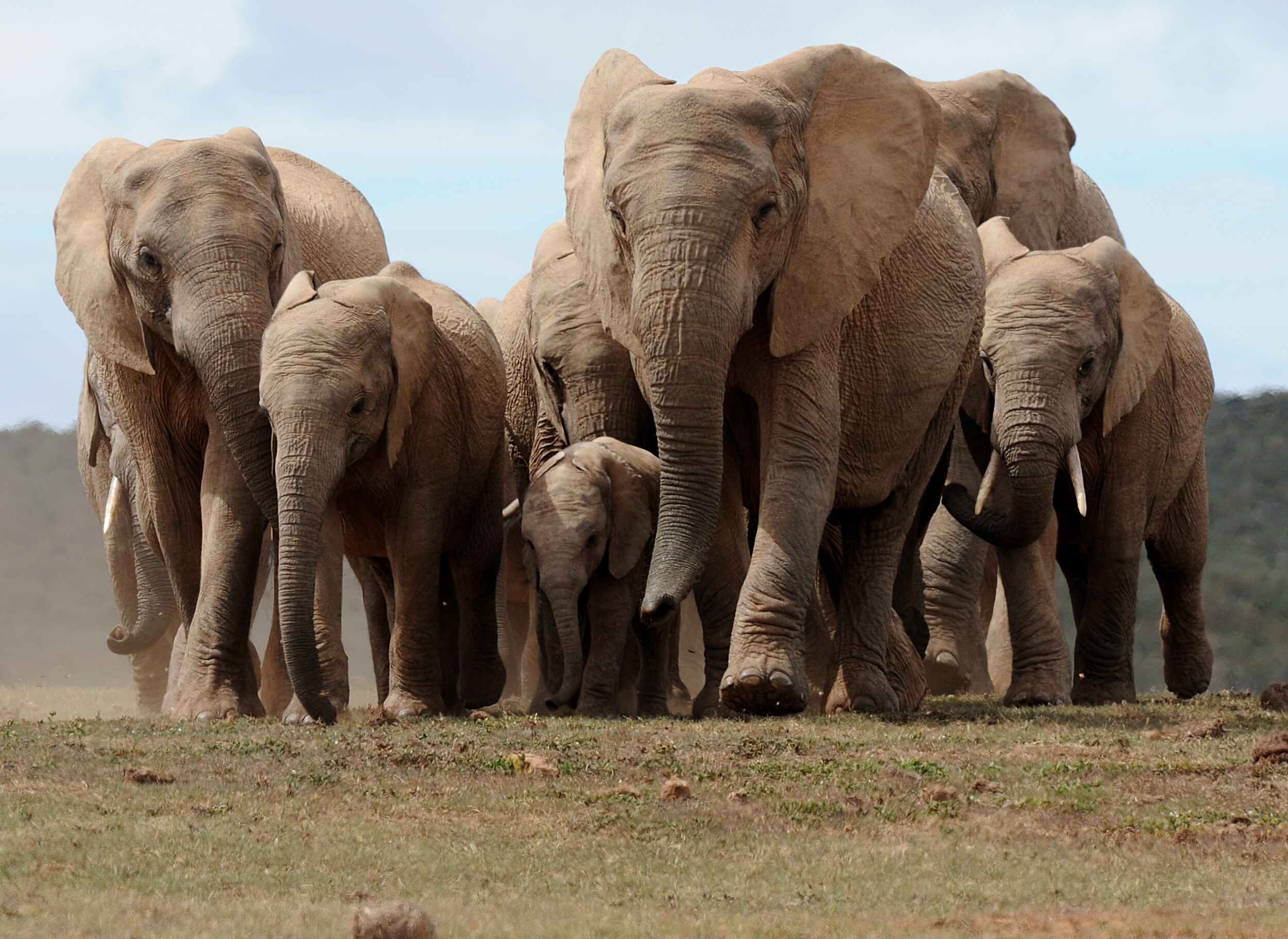 Flying drones in Tanzania’s national park.