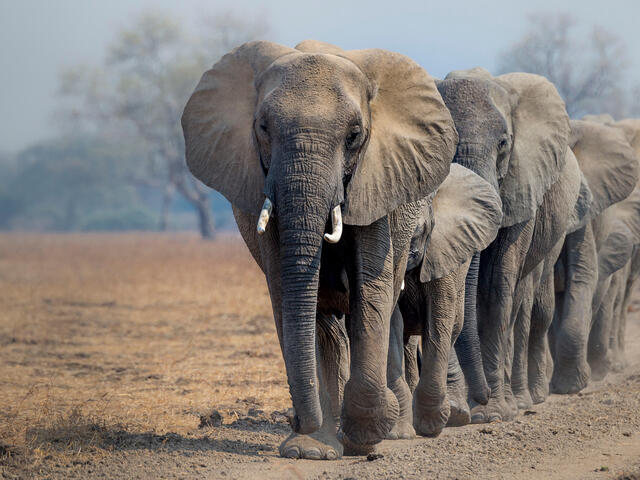 Photographic Safari Tanzania