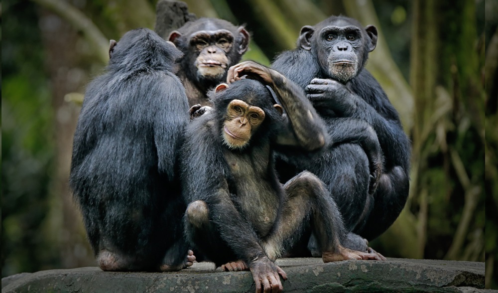 Gombe Stream National Park