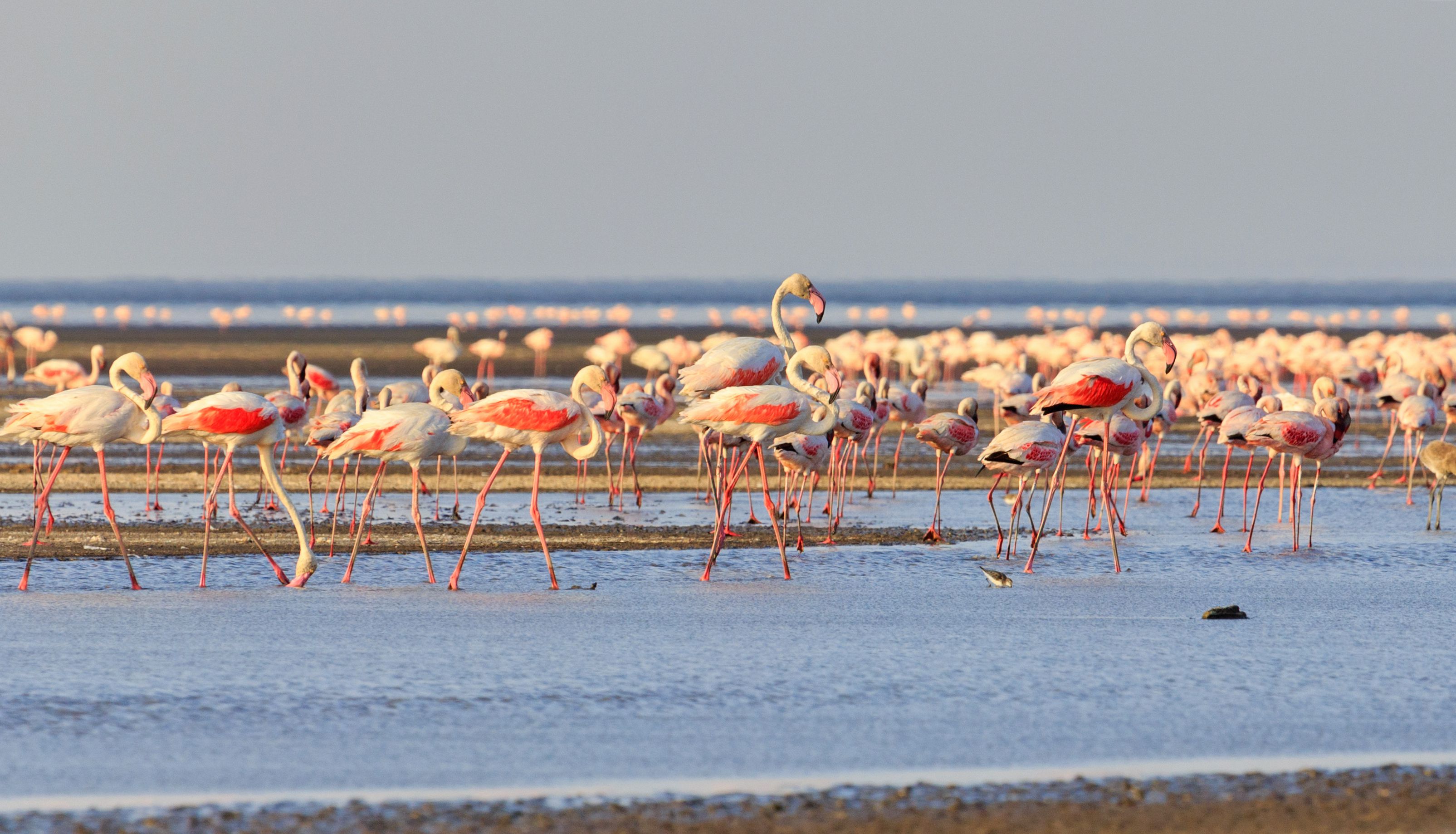 Lake Natron