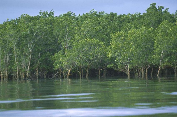 Saadani National Park Weather and Climate Saadani National Park Weather and Climate