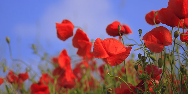 Kitulo National Park