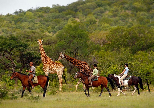 Horse ride across Arusha national park Horse ride across Arusha national park