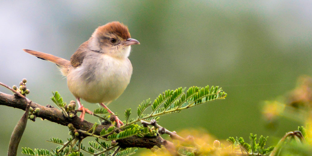 Kitulo National Park