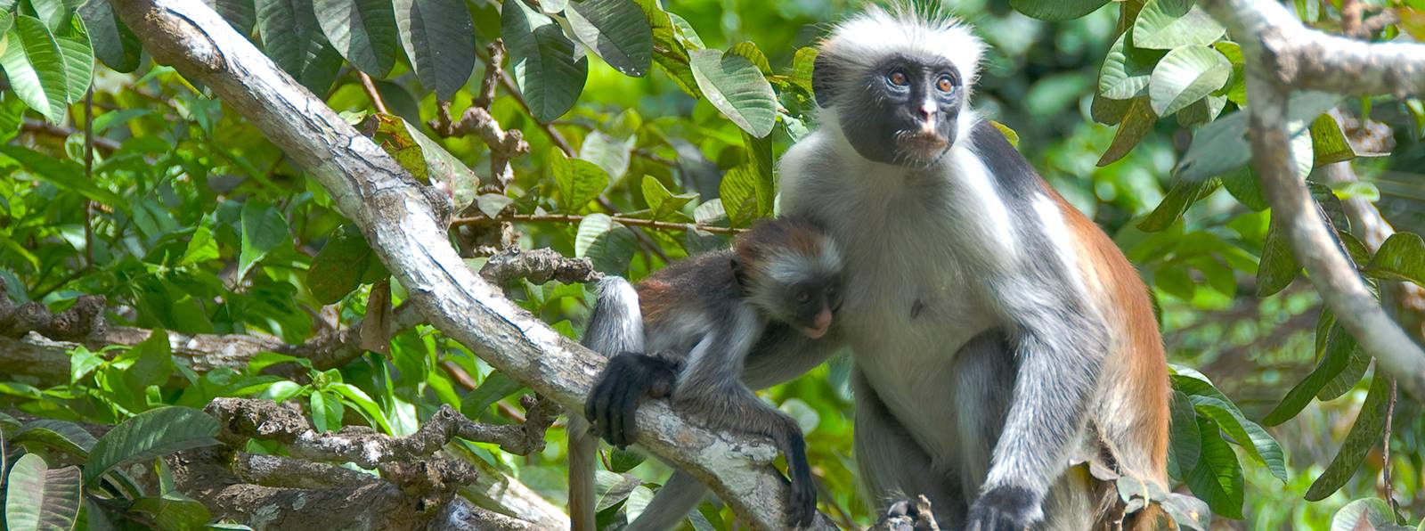 Things to do in Zanzibar