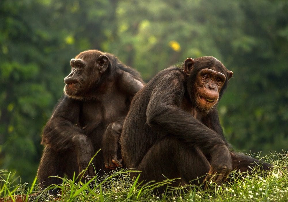 Visiting Rubondo island National park for chimpanzees