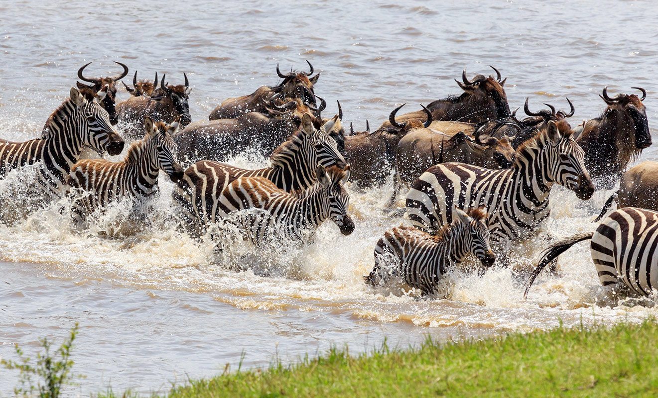 The Great wildebeest migration
