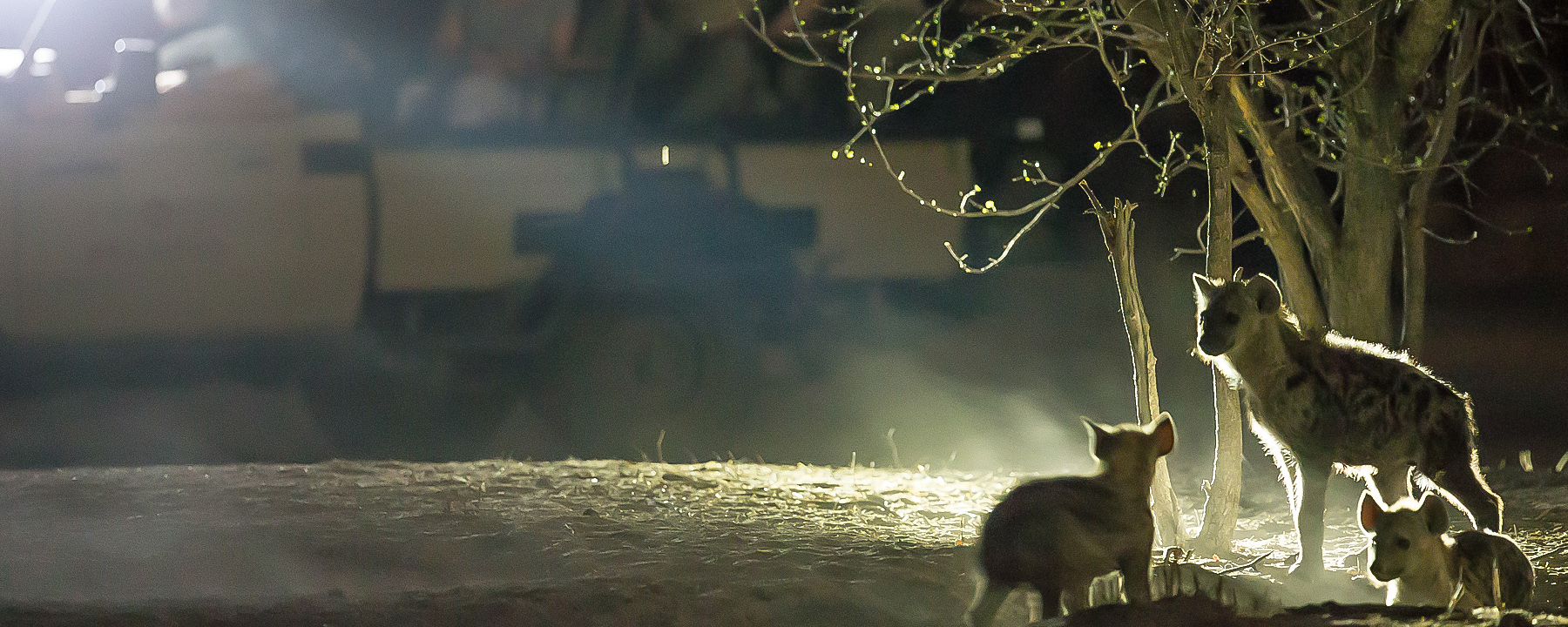 Night Game Drive
