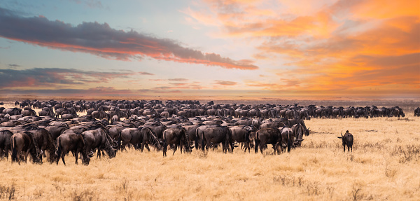 The Great wildebeest migration
