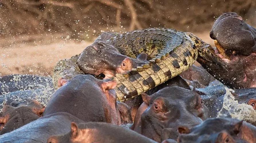 Activities at Katavi National Park Activities at Katavi National Park