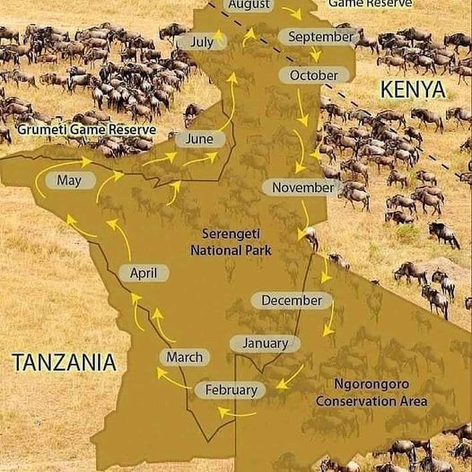 The Great wildebeest migration