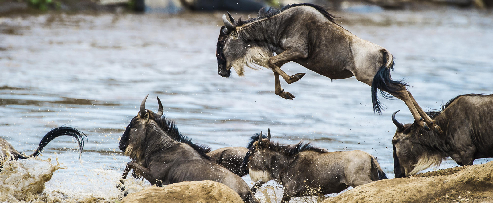 The Great wildebeest migration