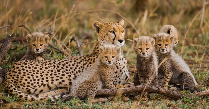 Best Time to Visit Tanzania