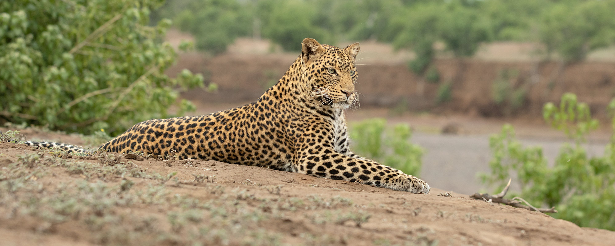 Mikumi National Park