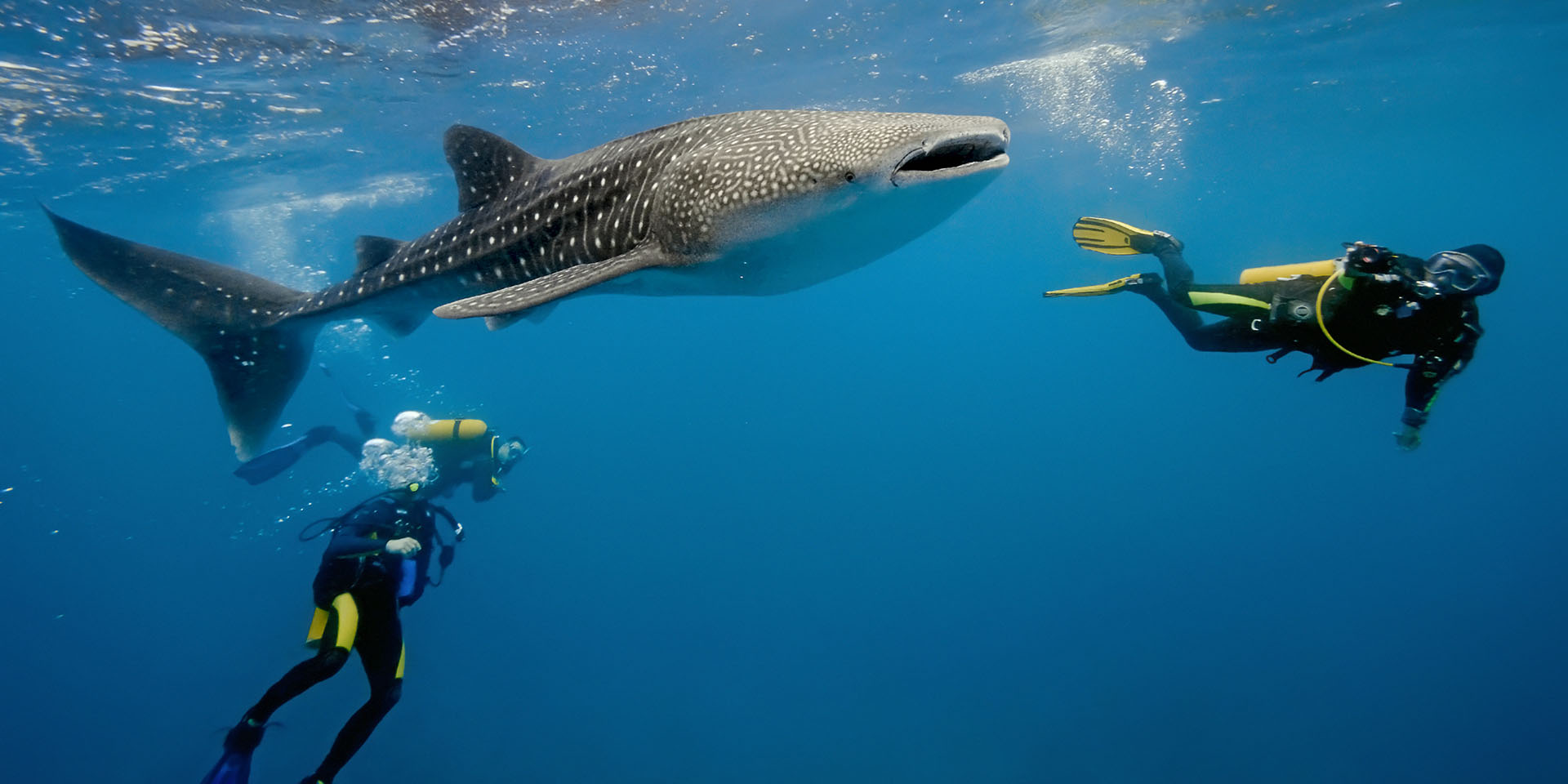 Three people scuba diving with a whale shark, a popular activity on Mafia Island.